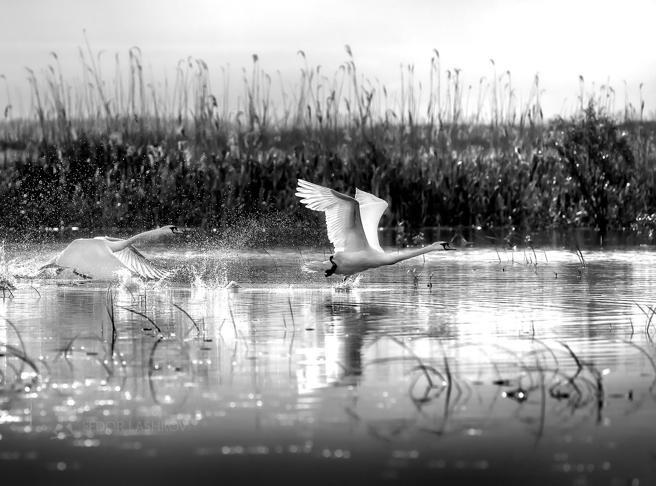 Звонкая мелодия взлёта Чёрно-белое лебедь лебеди на взлёте дикая природа птица дельта Волги Волга река взлёт