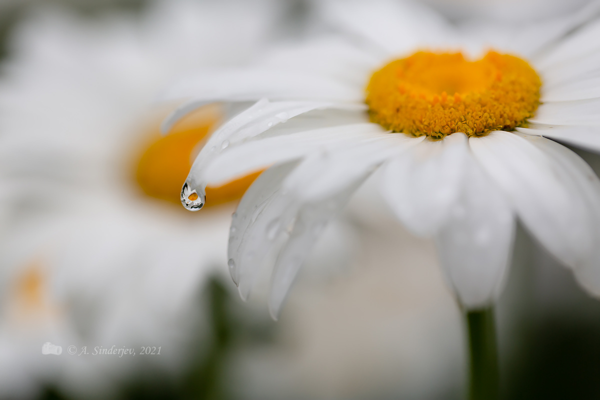 Ромашка и капля дождя отражение цветы макро капли дождь