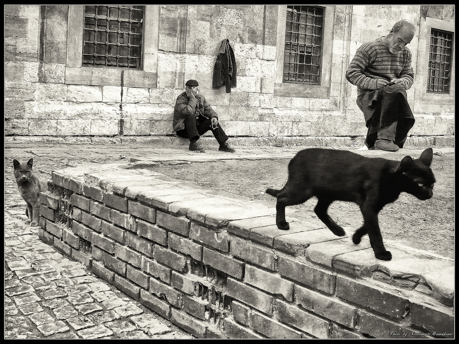 *Из жизни Стамбульских Кошек* фотография путешествие Стамбул осень кошки животные город жанр Фото.Сайт Светлана Мамакина Lihgra Adventure