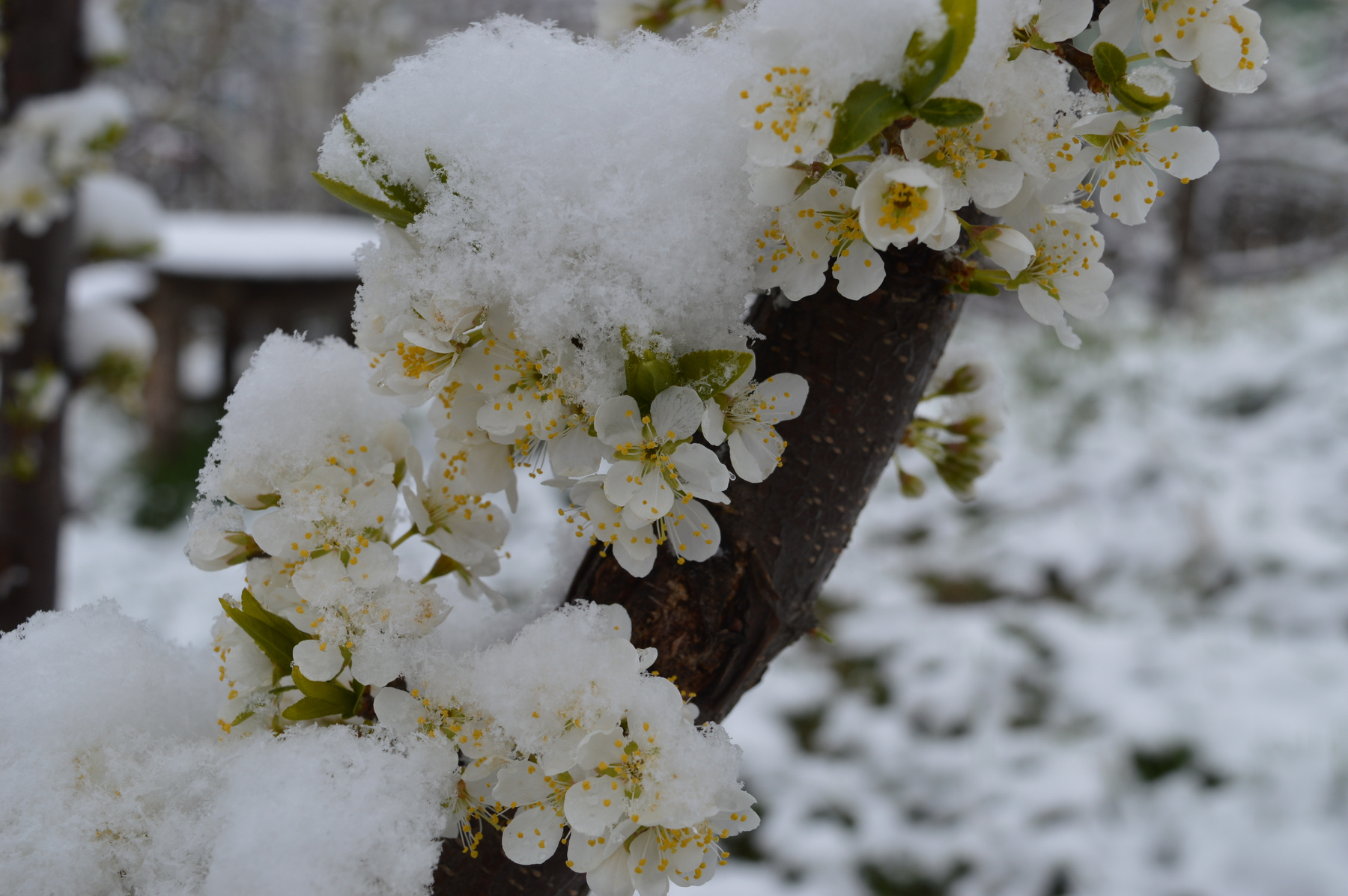 Цветение цветы снег апрель май слива цветение цветок заморозки зима белый
