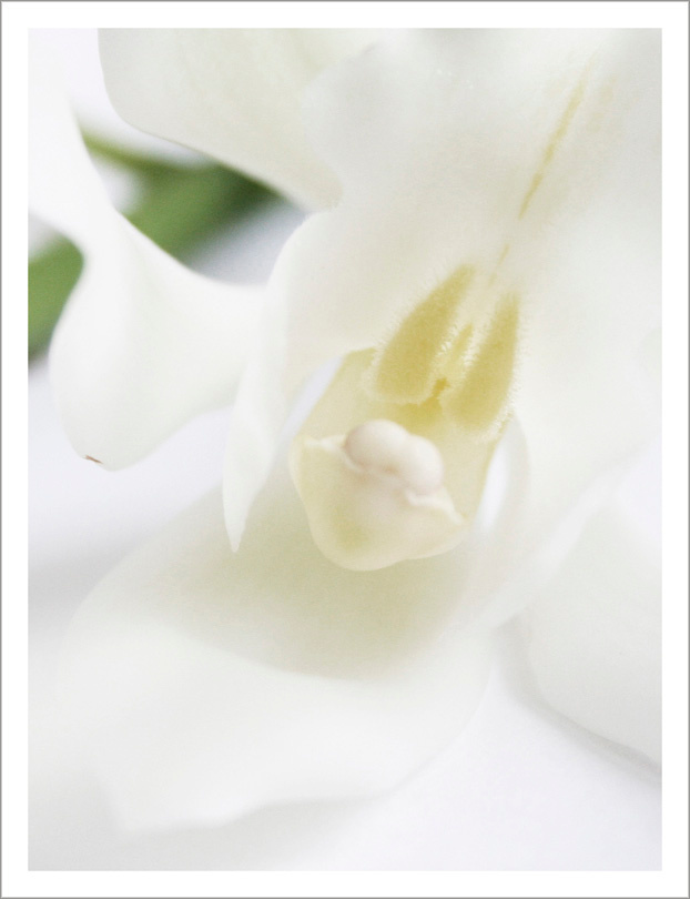 Orchidaceae орхидея, орхидные, цветы
