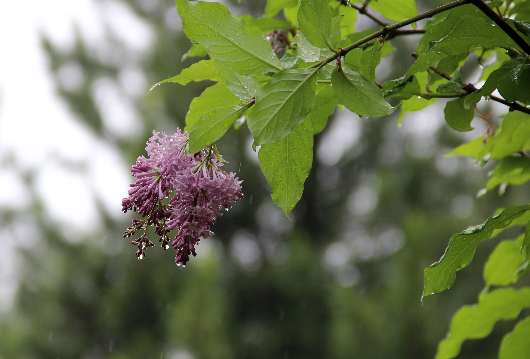 После дождя Сибирь лето цветы сирень дождь