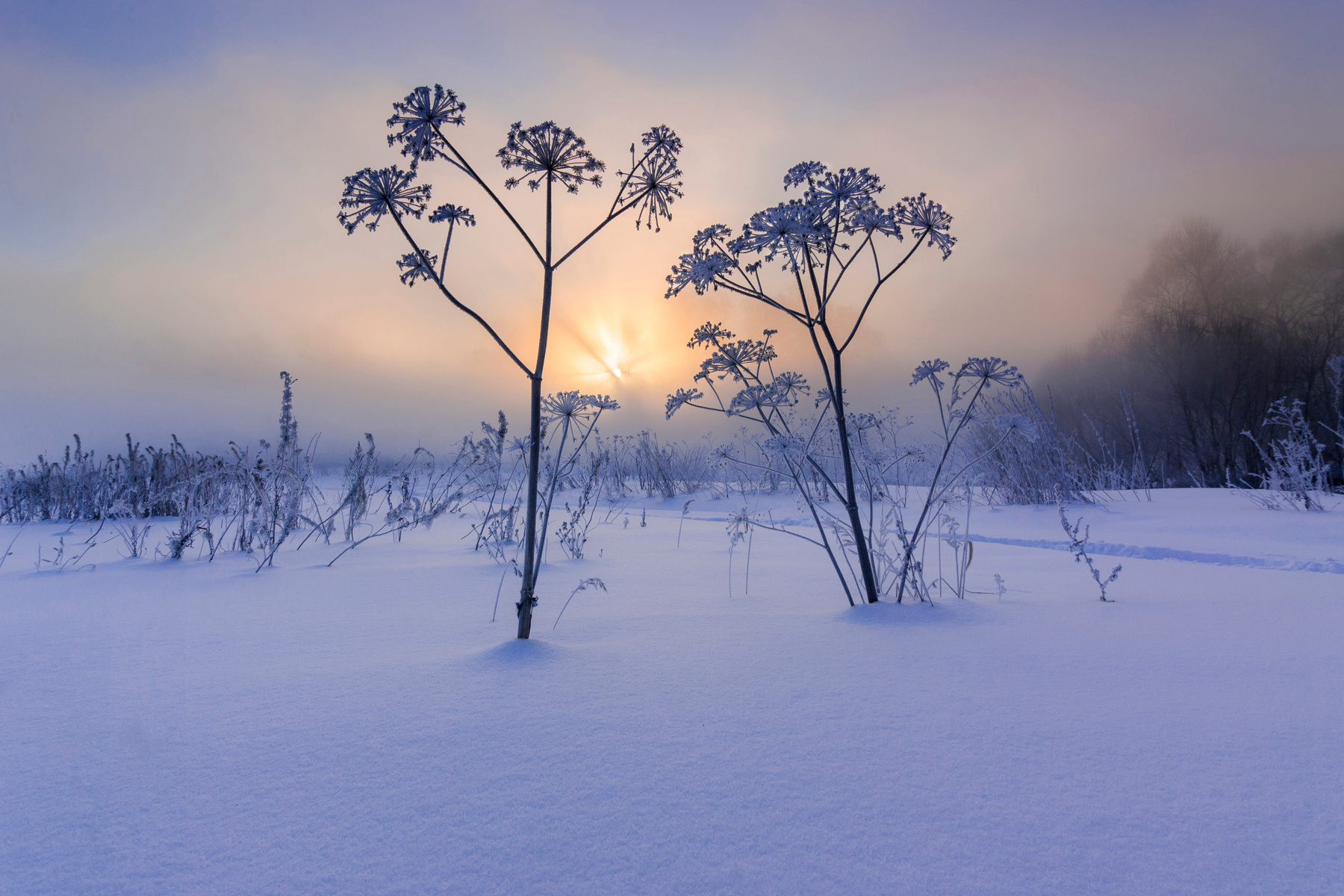 Вальс на рассвете рассвет пейзаж туман утро зима