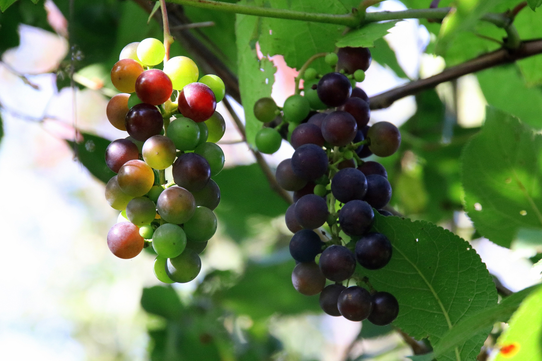 Луховицкий виноград. Осень природа.Ягоды