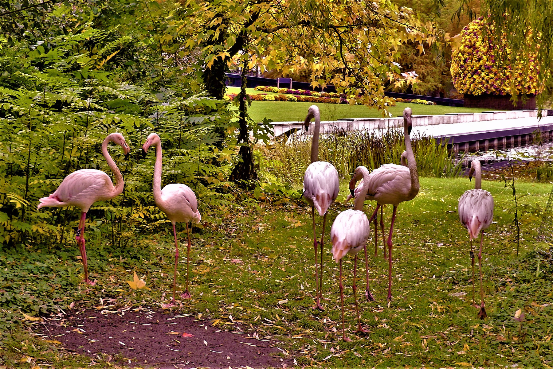 Прогулка Путешествия природа фламинго