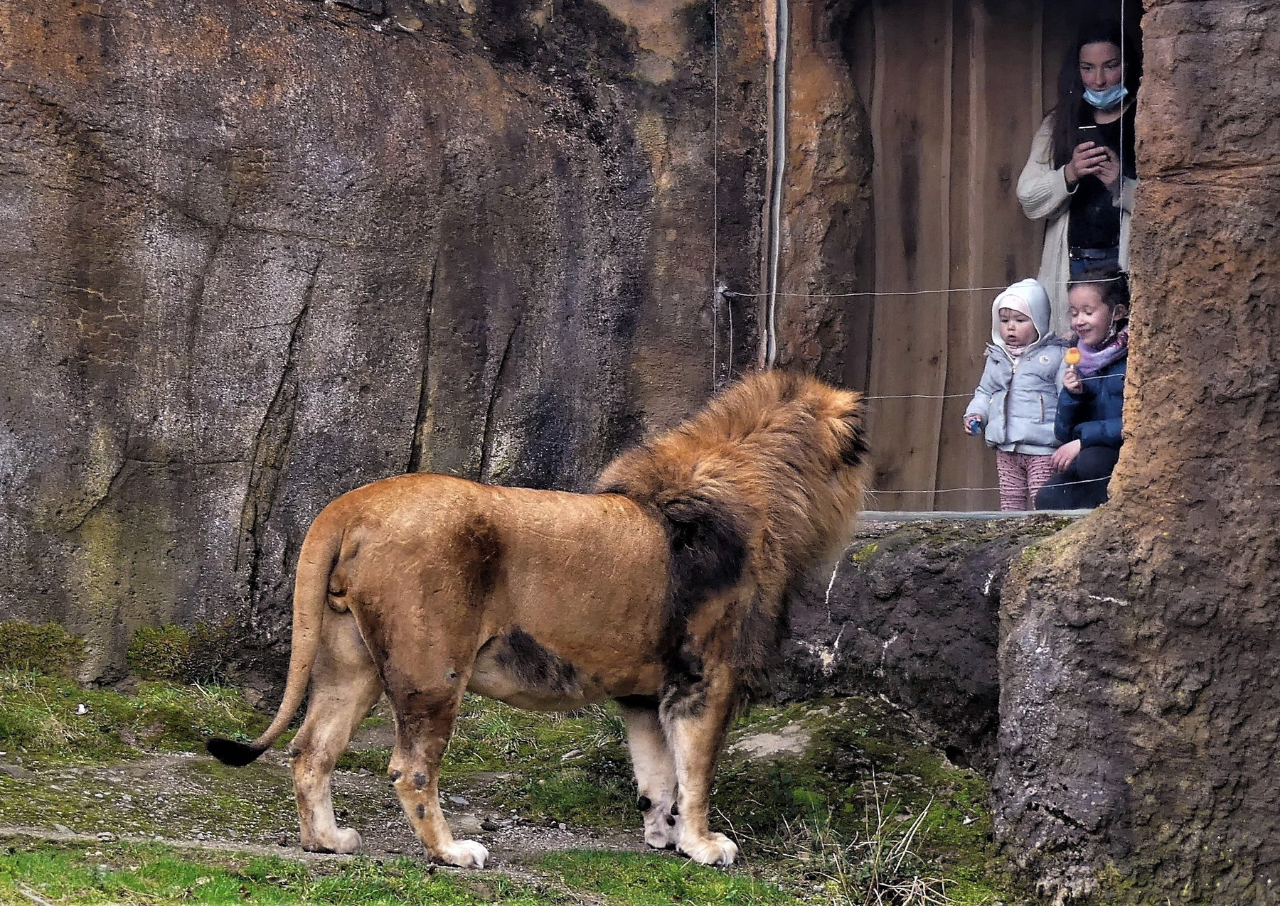Знакомство лев дети зоопарк