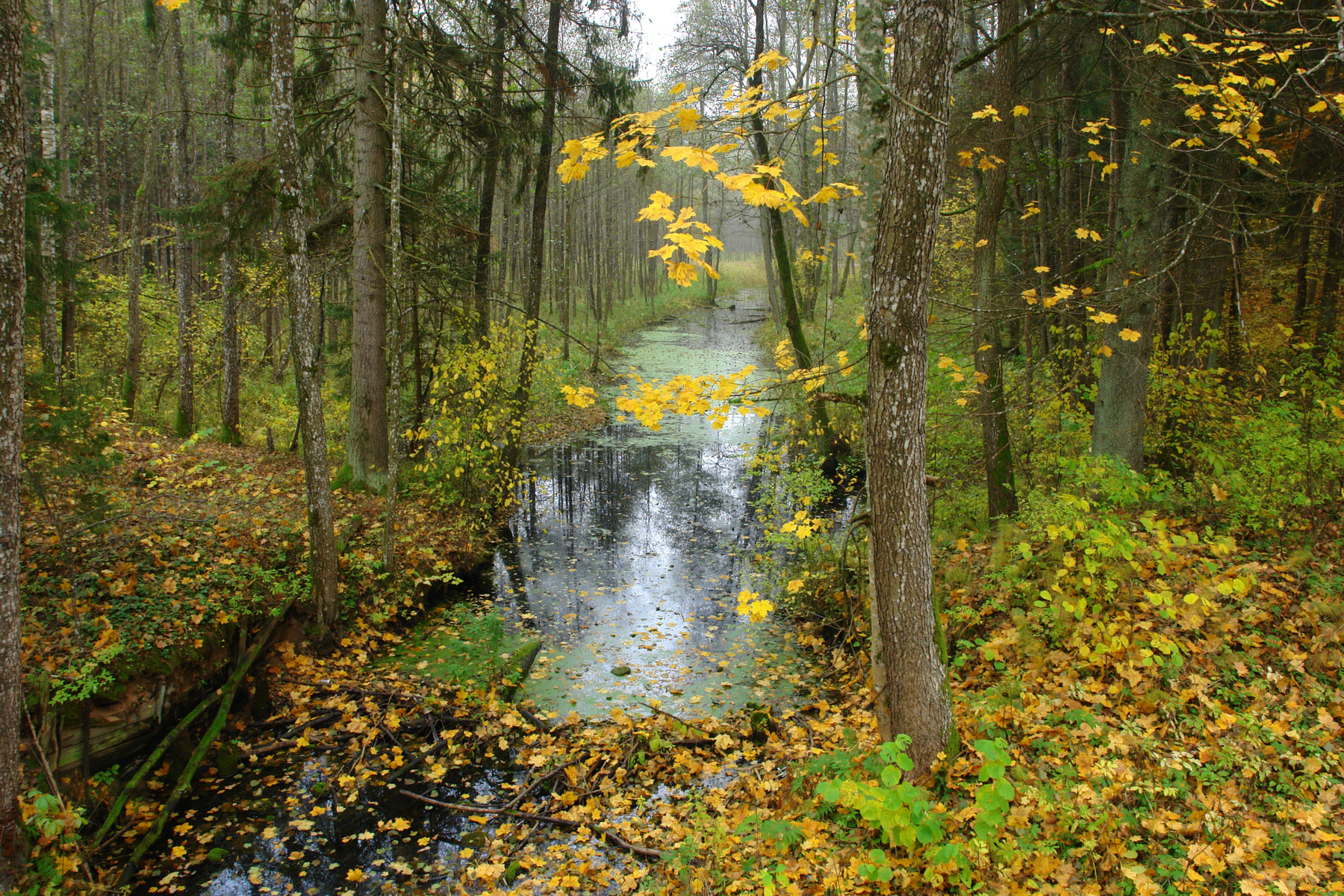 Лесной ручей осень ручей золото листьев