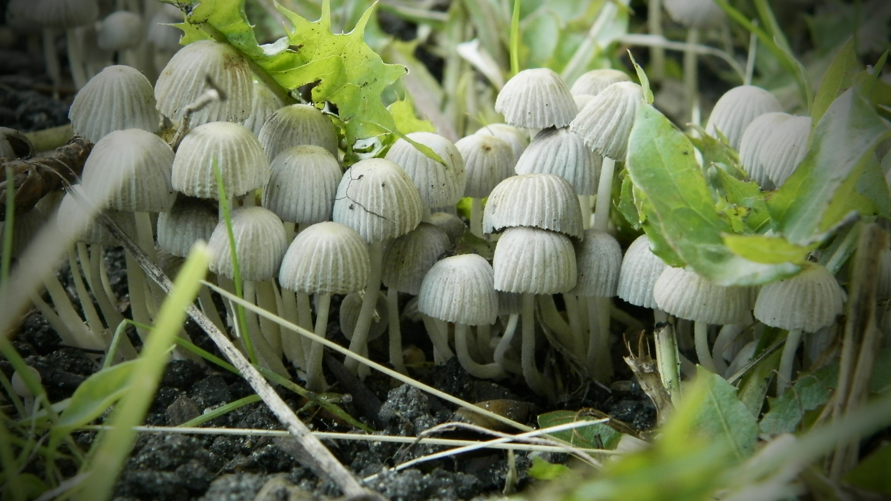 грибное царство макромир грибы грибное царство красота под ногами