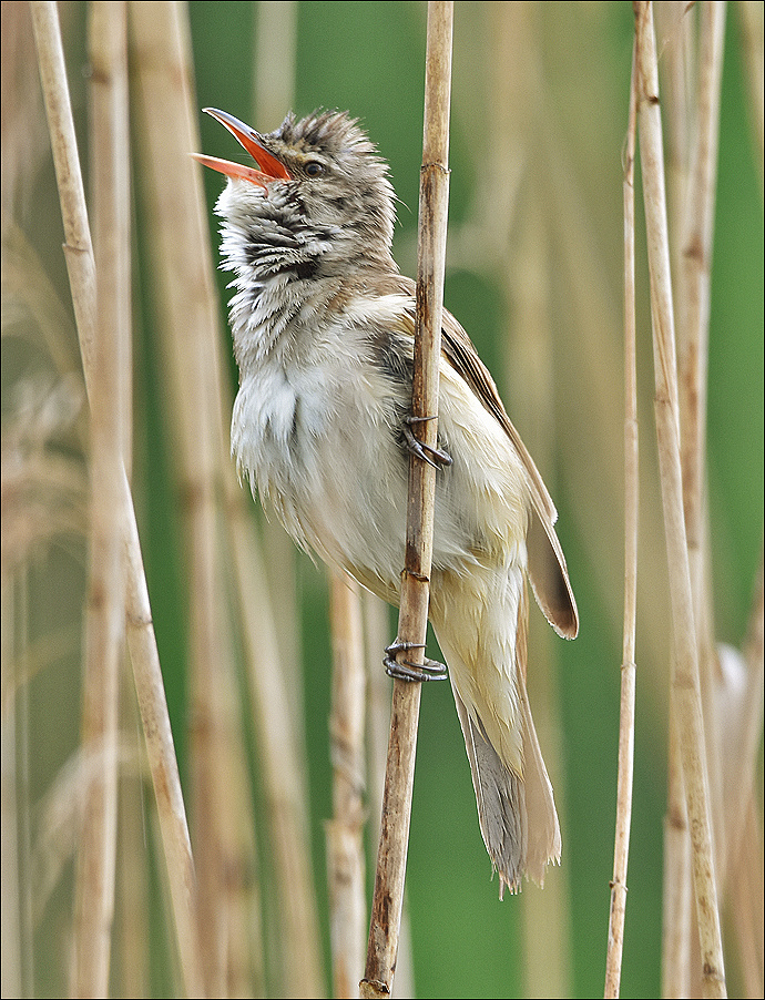 Дроздовидная камышовка тростник самец птица Польша озеро Дроздовидная камышовка вода весна Бытом