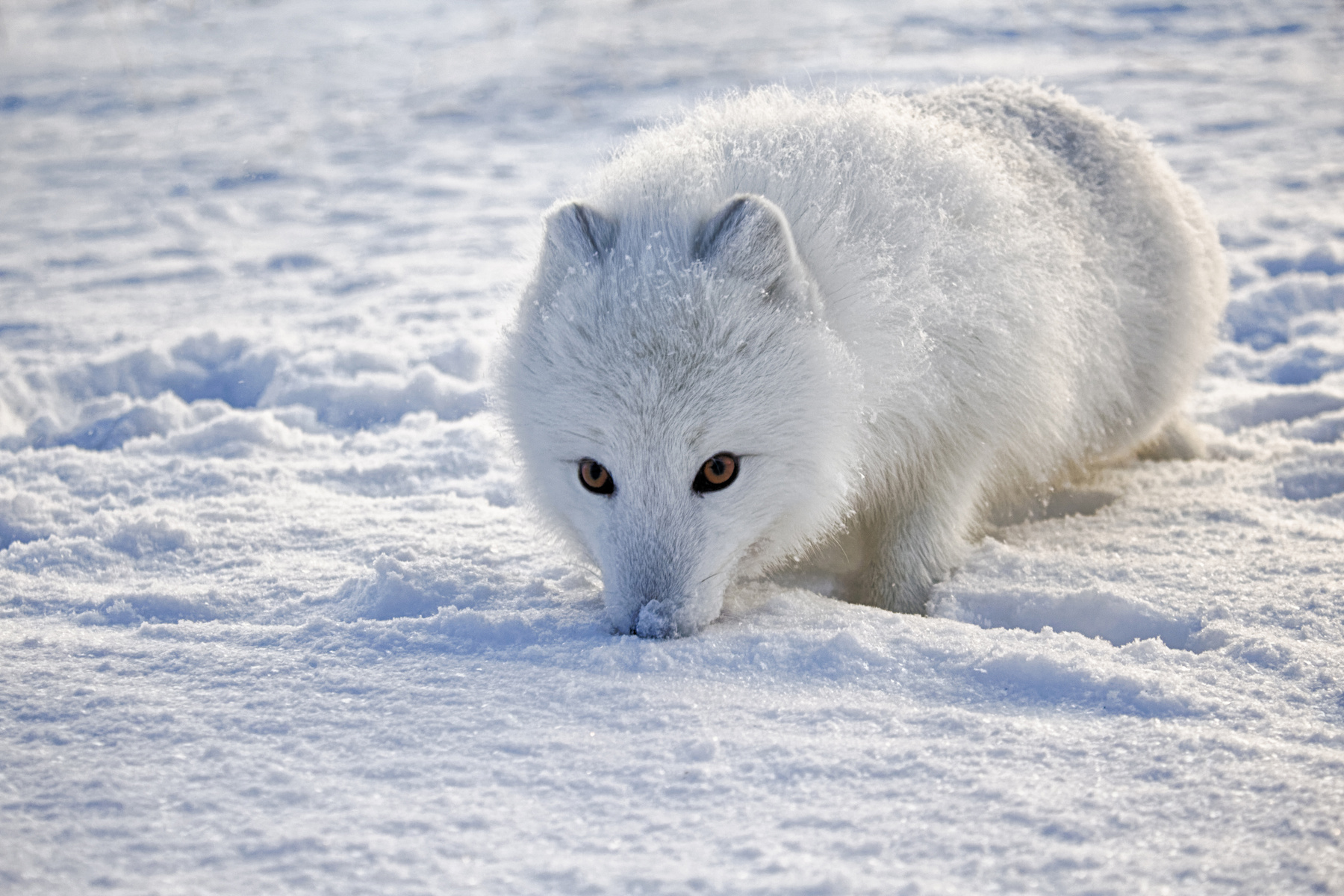 Полярная лисица лиса север снег малая земля