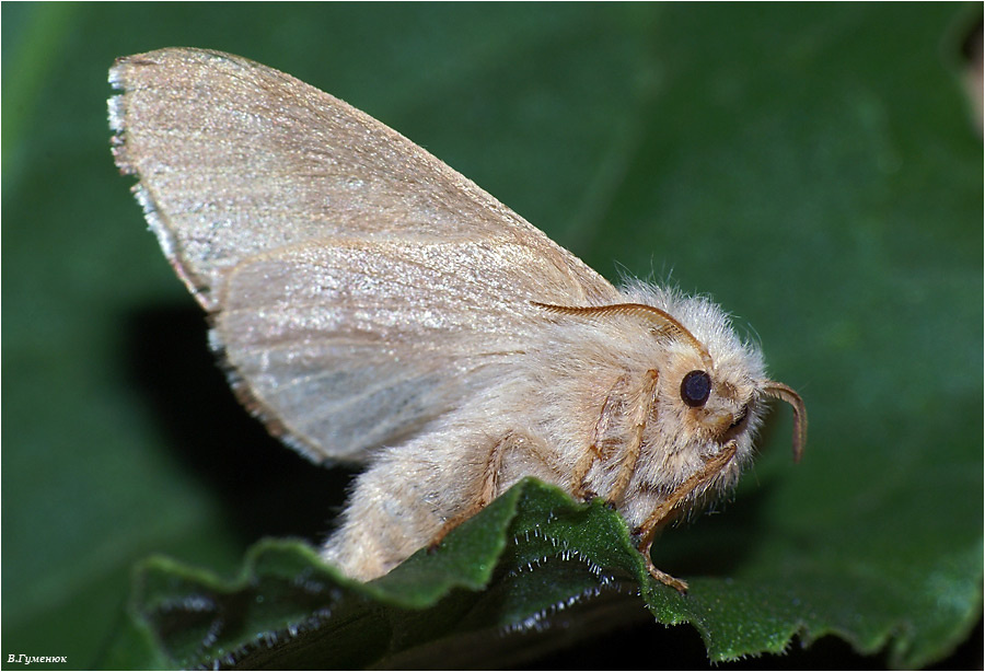 Коконопряд кольчатый Коконопряд кольчатый Malacosoma neustria Lasiocampidae