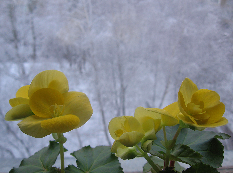 Цветы на окне-2 цветы окно зима