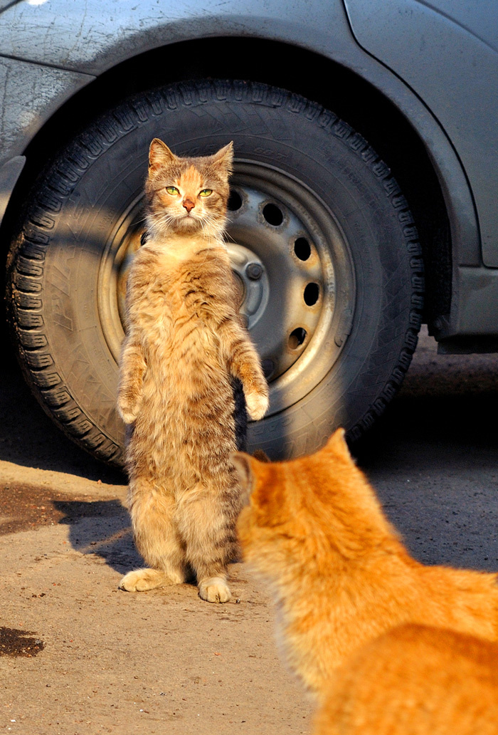 котомисс двора кошка,кот,улица