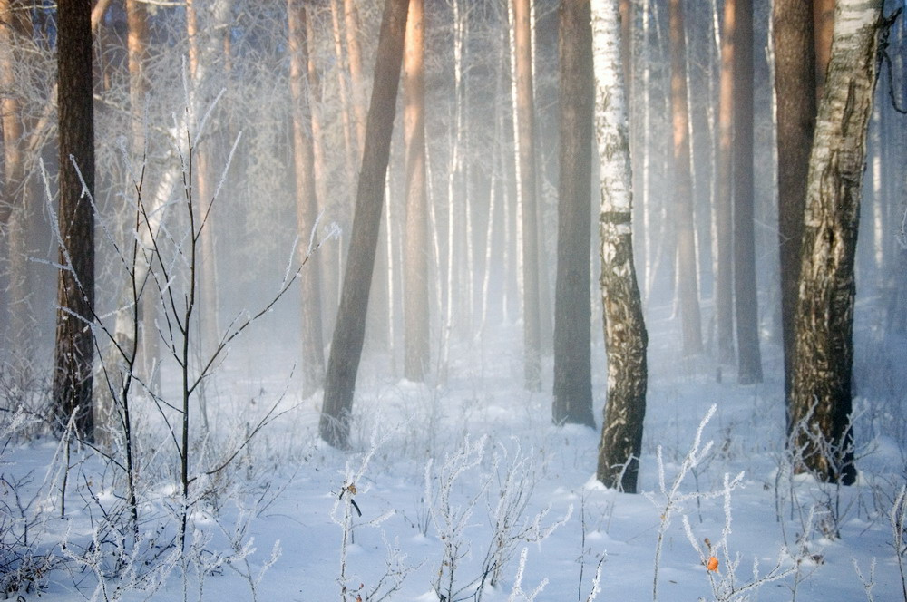 морозко лес зима туман солнце мороз