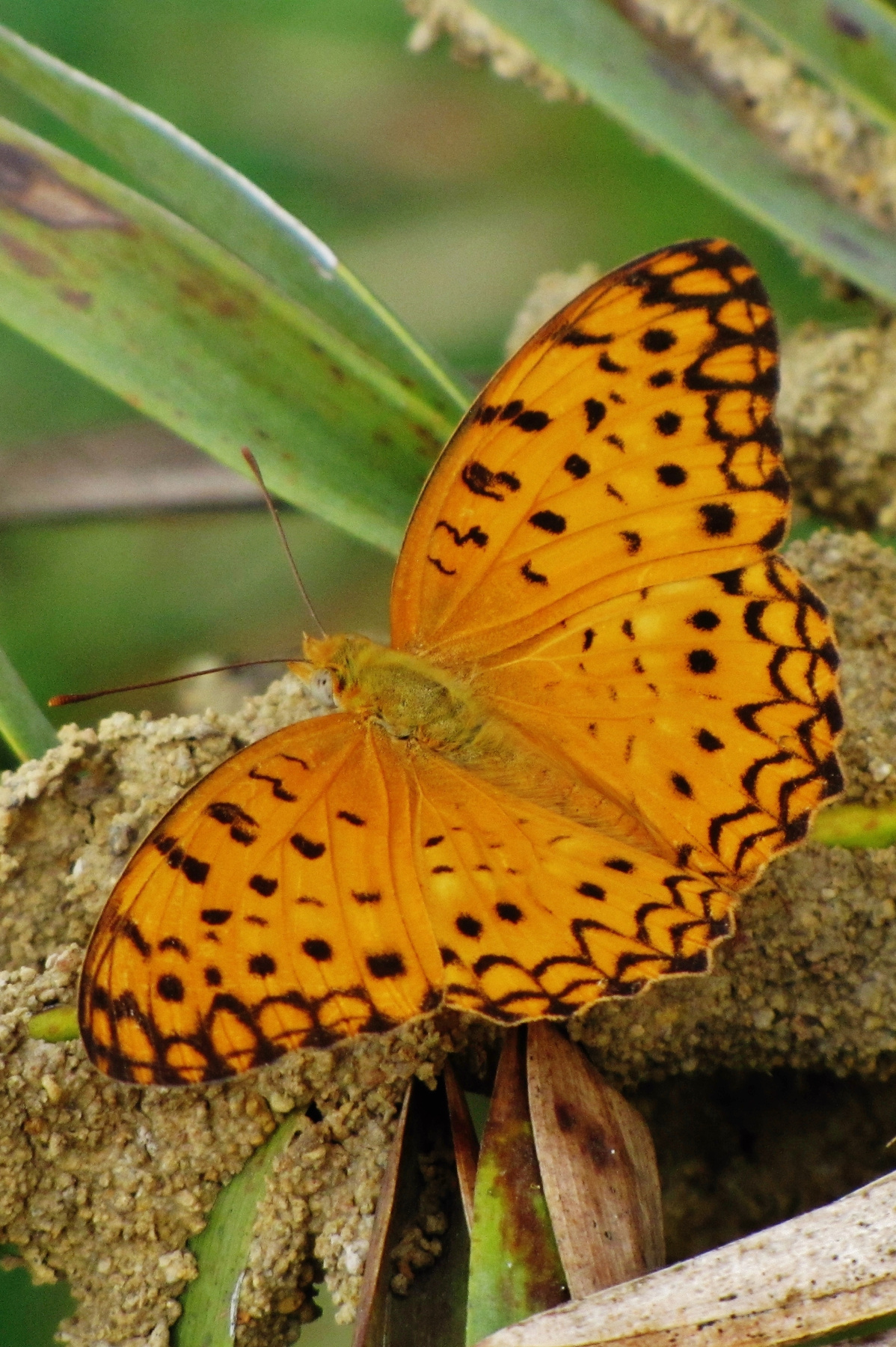 Коричневая бабочка бабочка бабочки насекомое насекомые опылители индия india insects butterfly butterflies pollinators