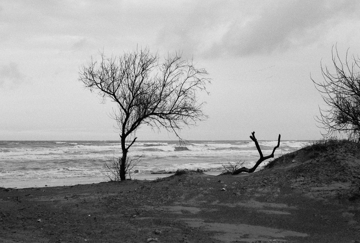 дерево и море 