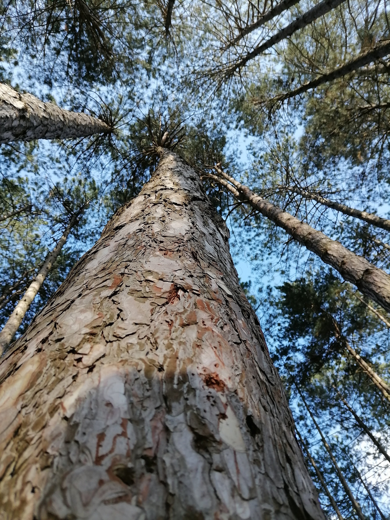 Высота Лес небо прогулка собака шишка елка ветки кора