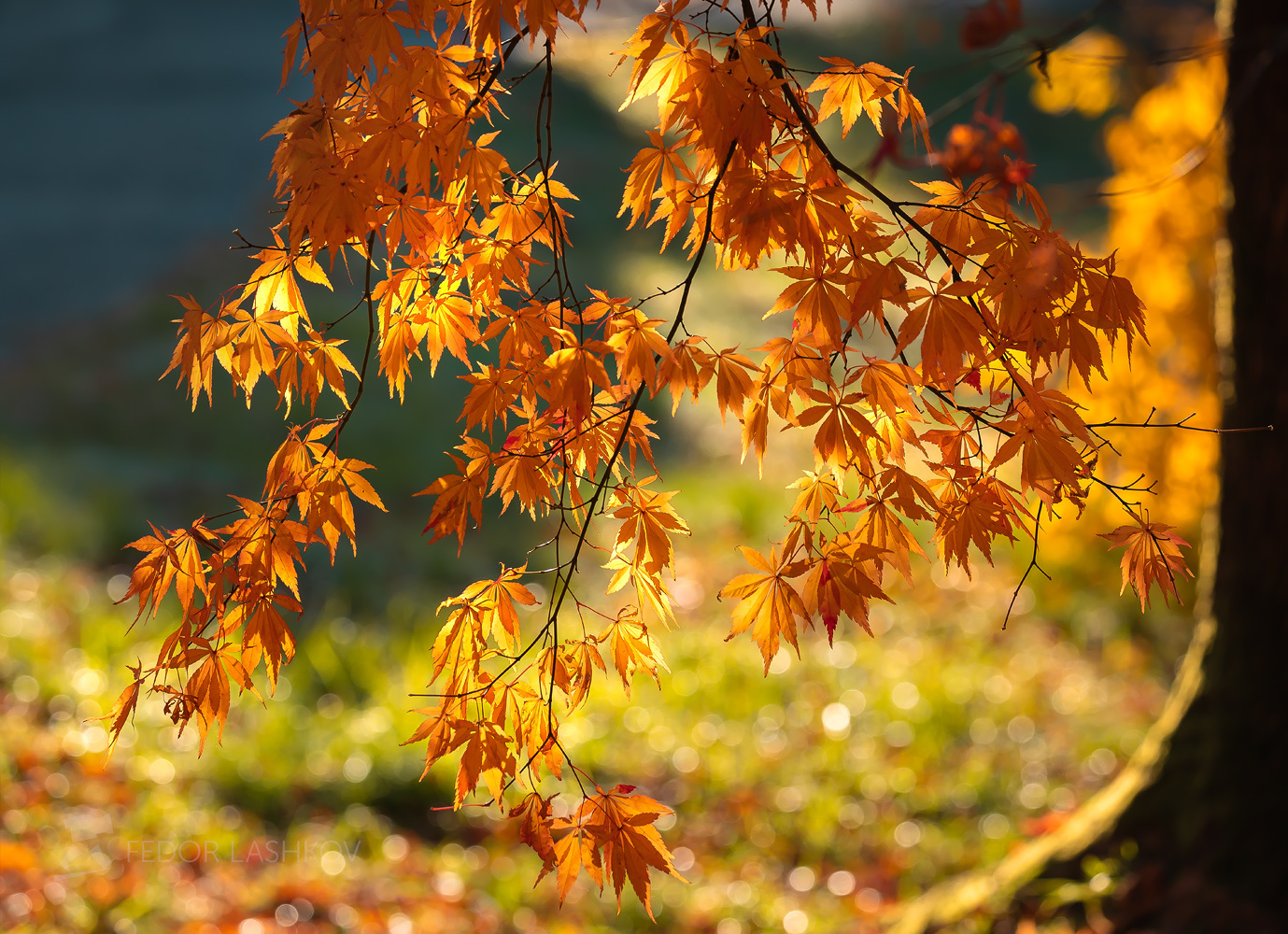Клён Сочинский национальный парк Дендрарий осень листья осенний лист Сочи клён жёлтый оранжевый солнечное