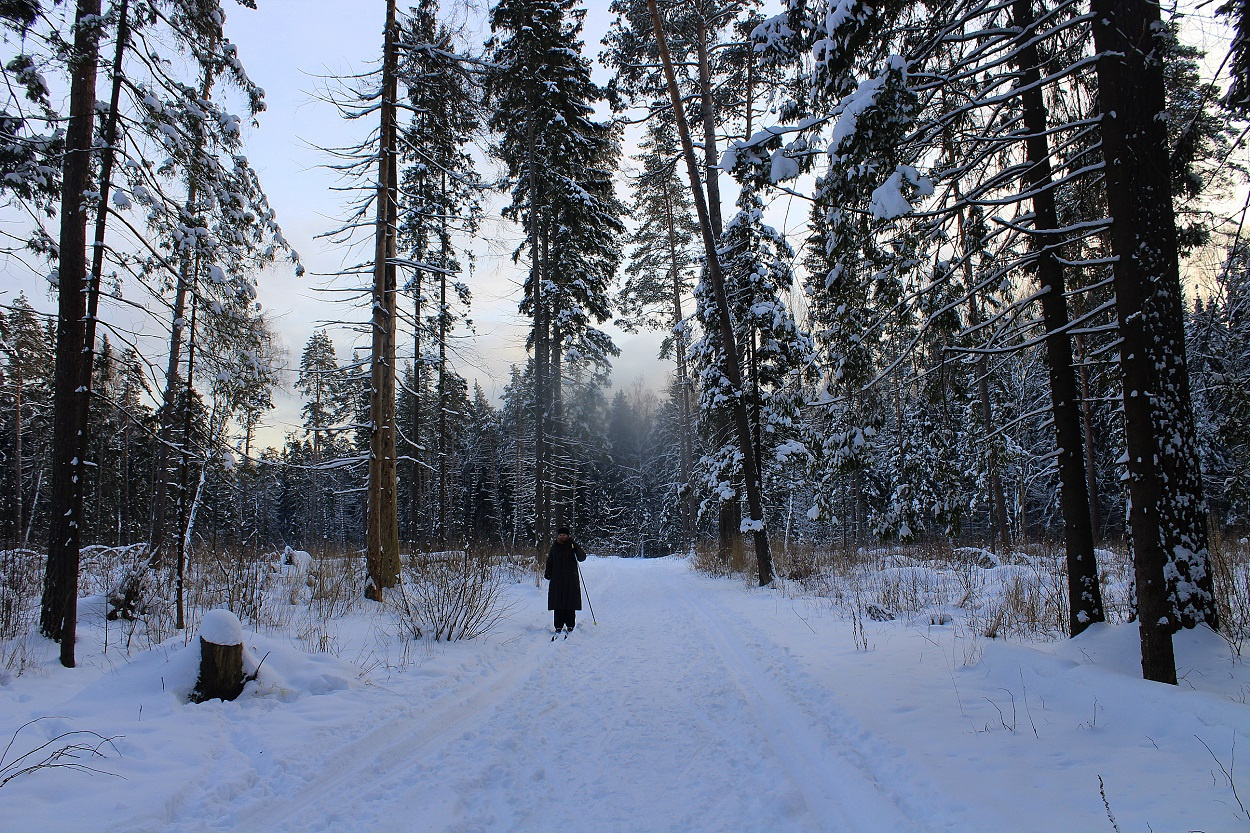 Лесной пейзаж лес зима лыжница