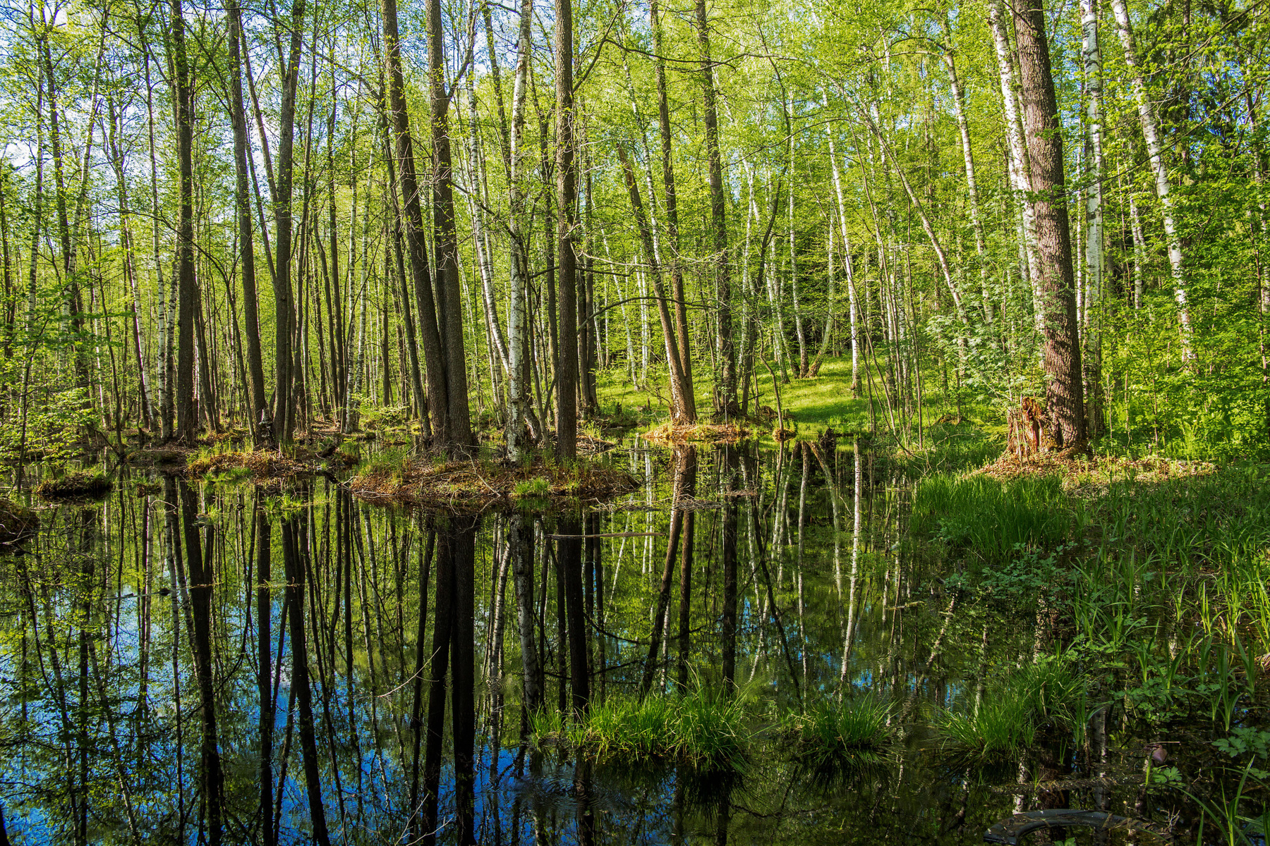 *** природа пейзаж весна лес болото татарстан октябрьский