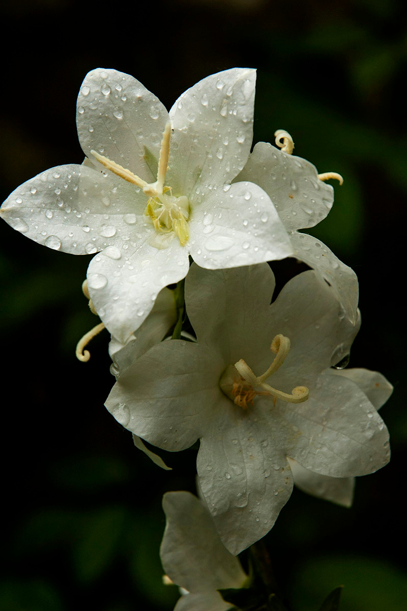 После дождя. лилия цветы природа