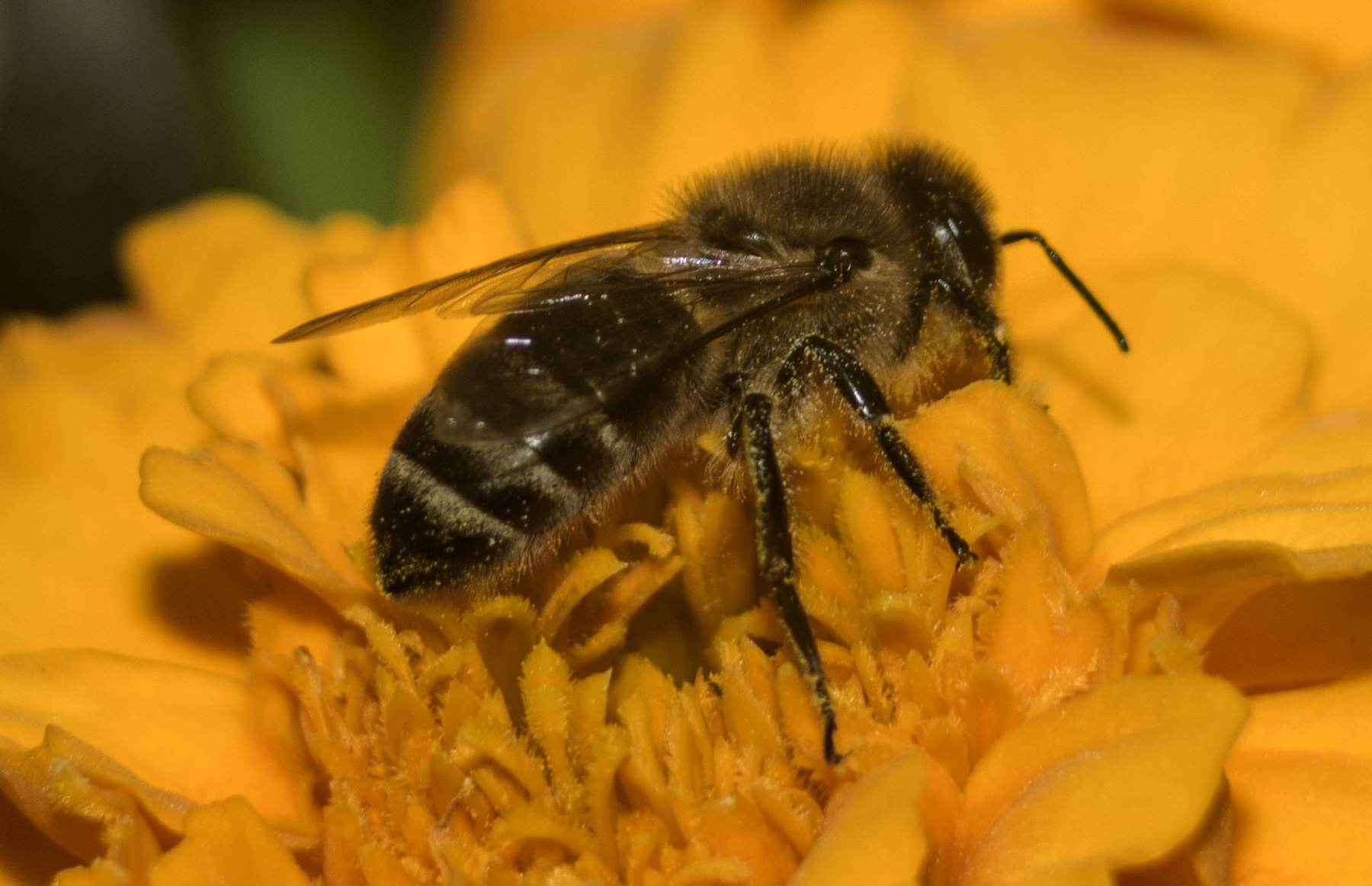 Bee пчела