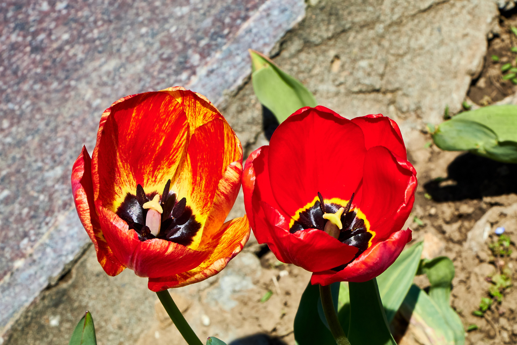 Тюльпаны тюльпаны цветы природа май весна