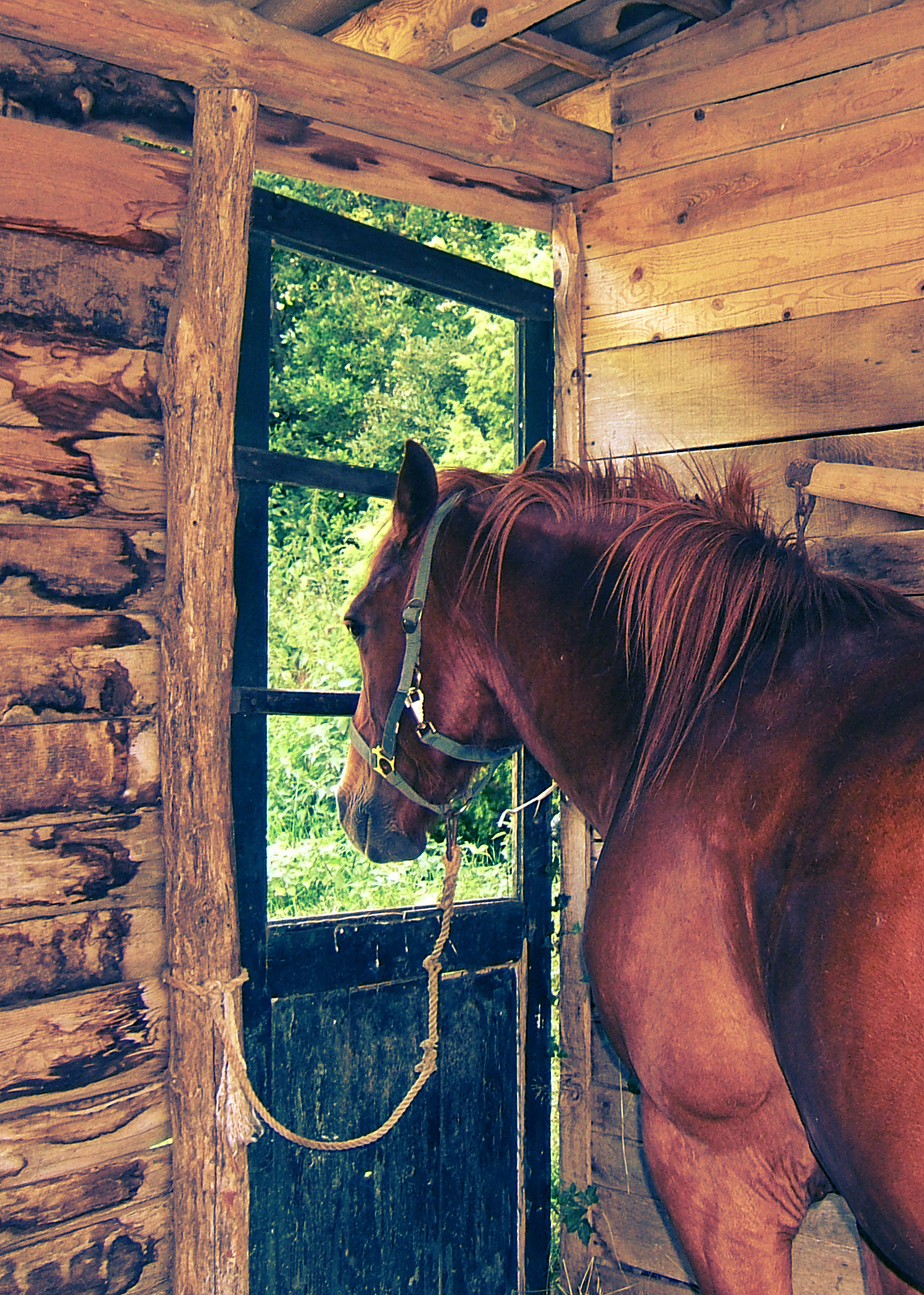Окно на свободу лошадь конь конюшня