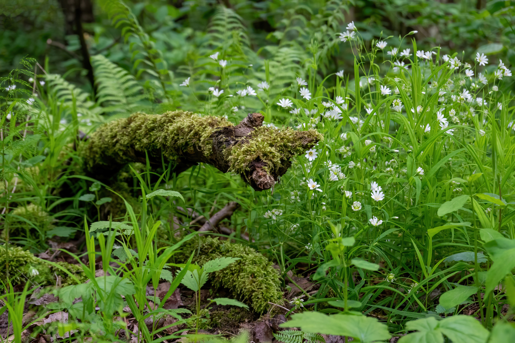 Лесная зарисовка антонмазаев antonmazaev лес природа весна цветы коряга