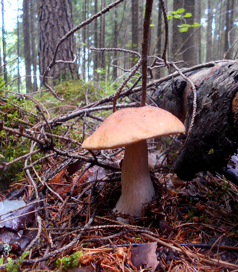 элегантность лес грибы