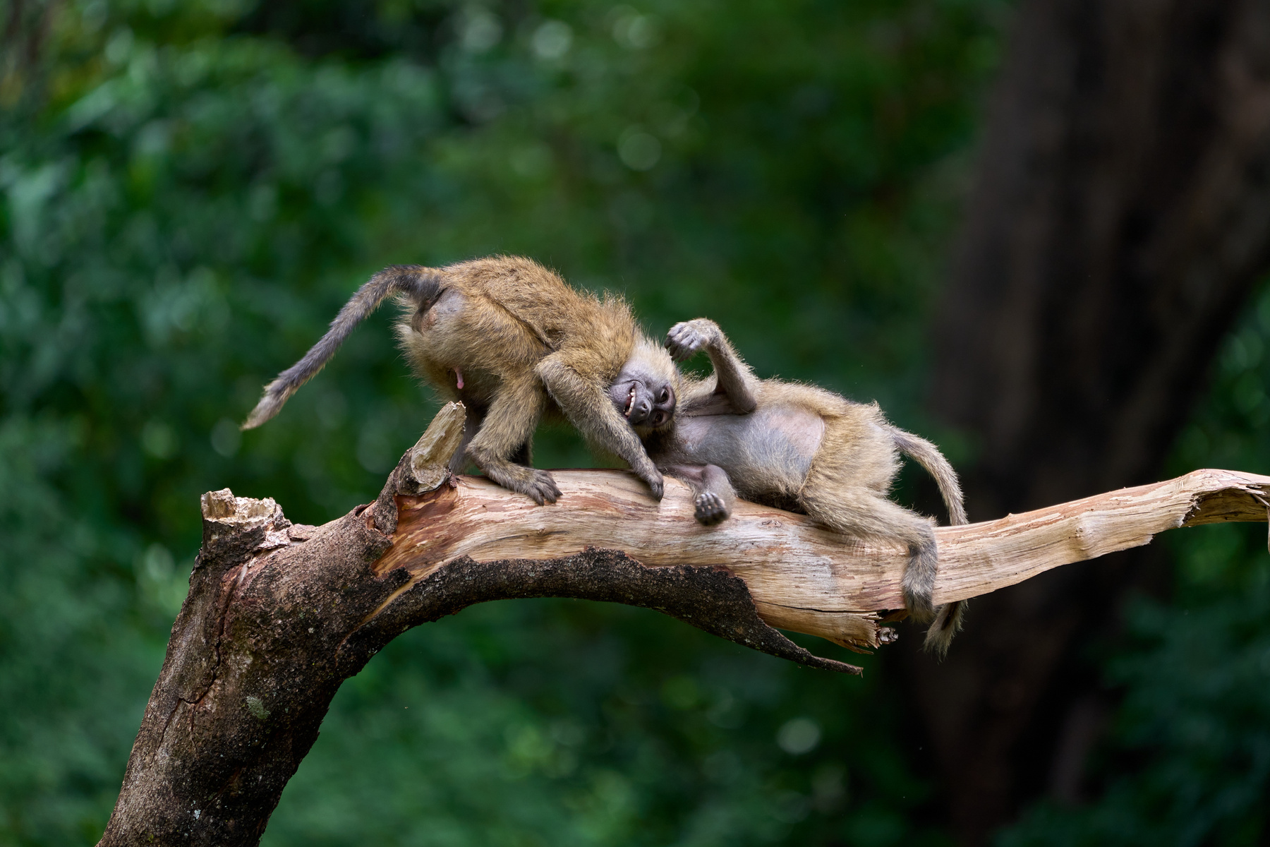 Драка Танзания Маньяра Африка природа обезьяны бабуин