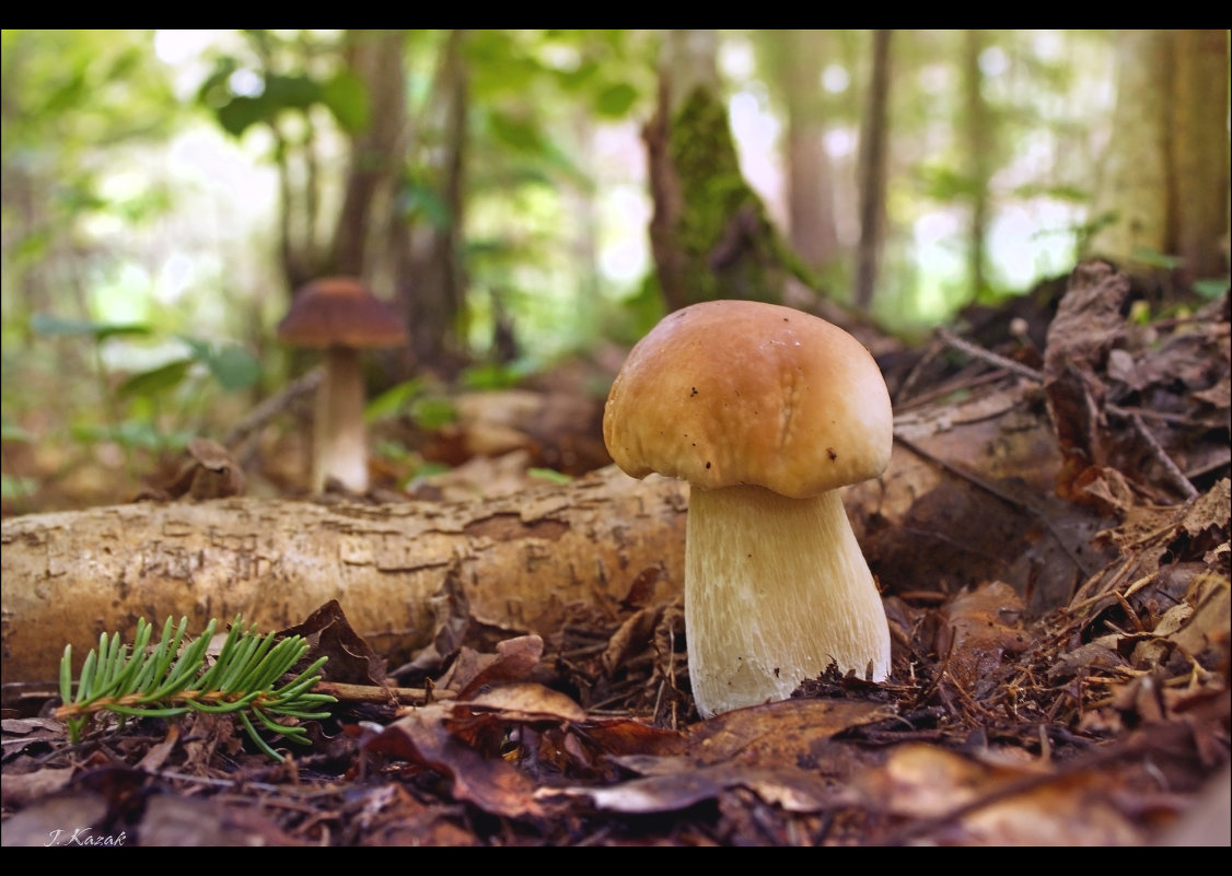 *** природа флора грибы
