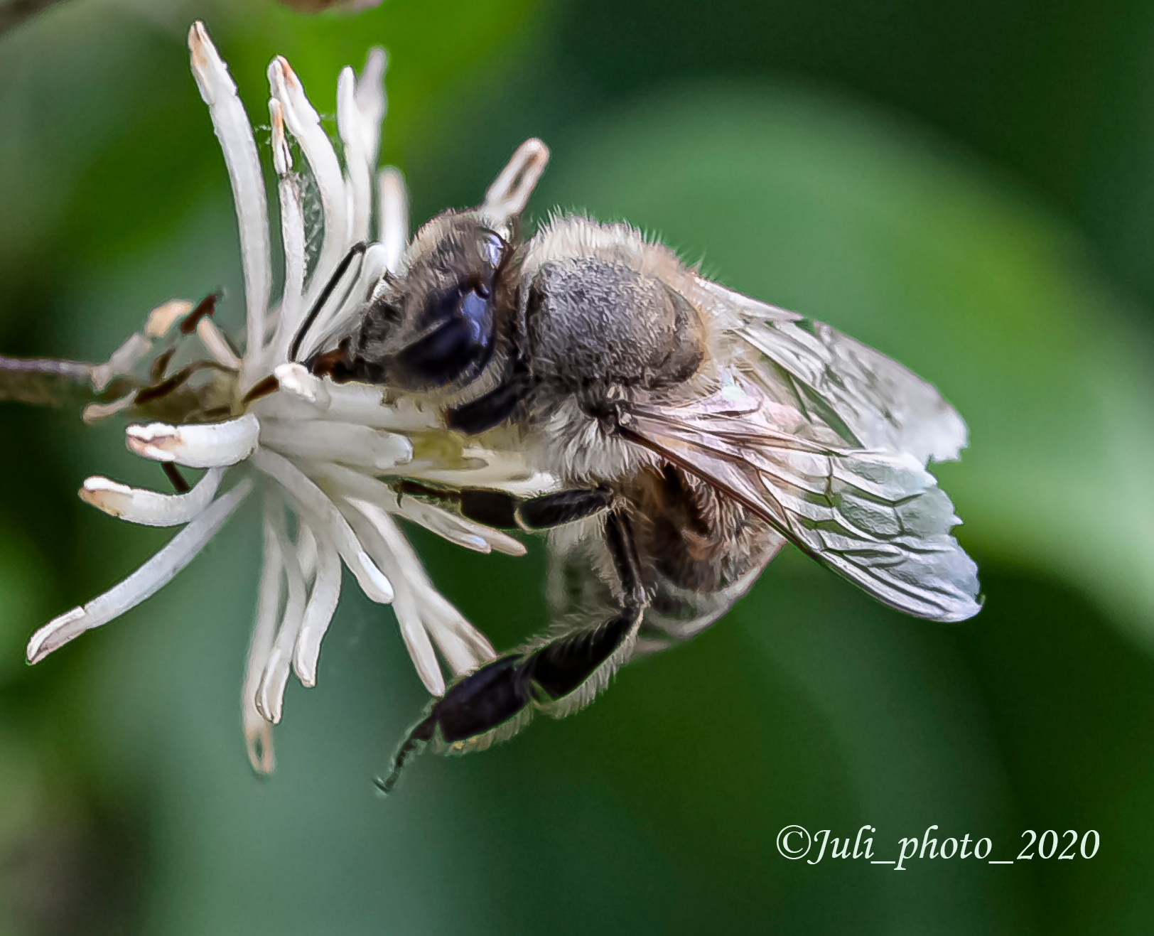 Пчёлка - труженница насекомые пчела
