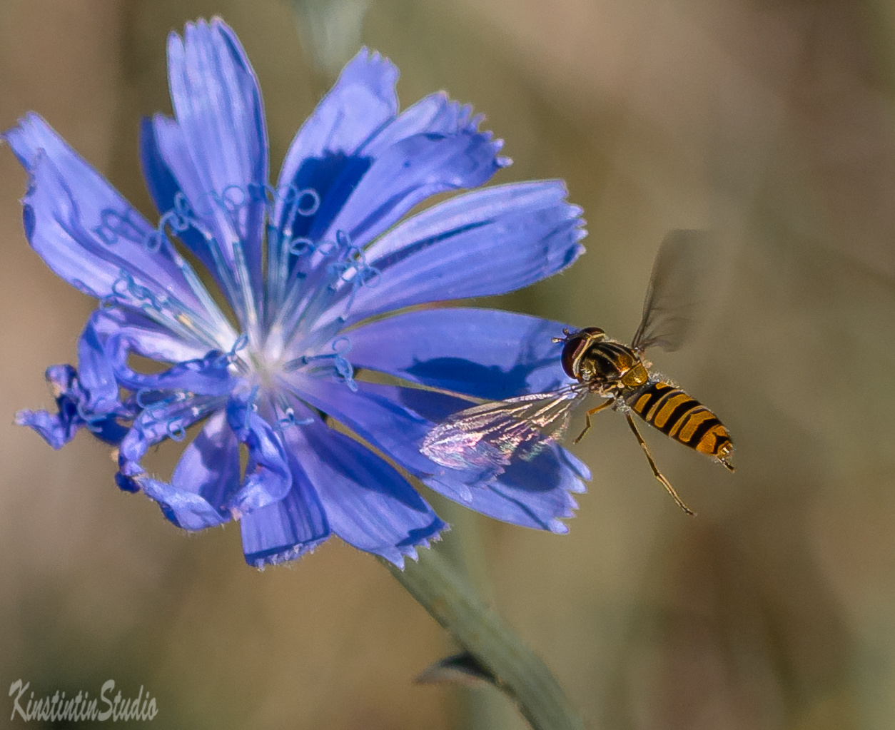 На посадку... пчела цветок в полёте осень октябрь