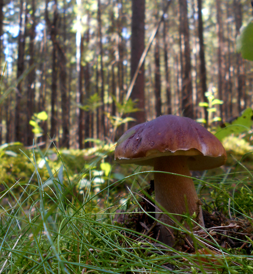 сила лес грибы