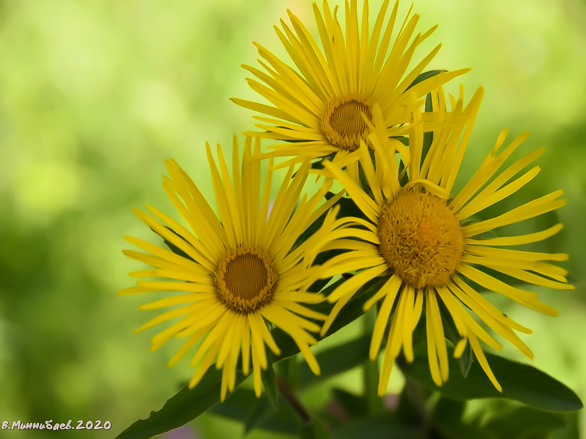 Желтые ромашки природа лето лес цветы