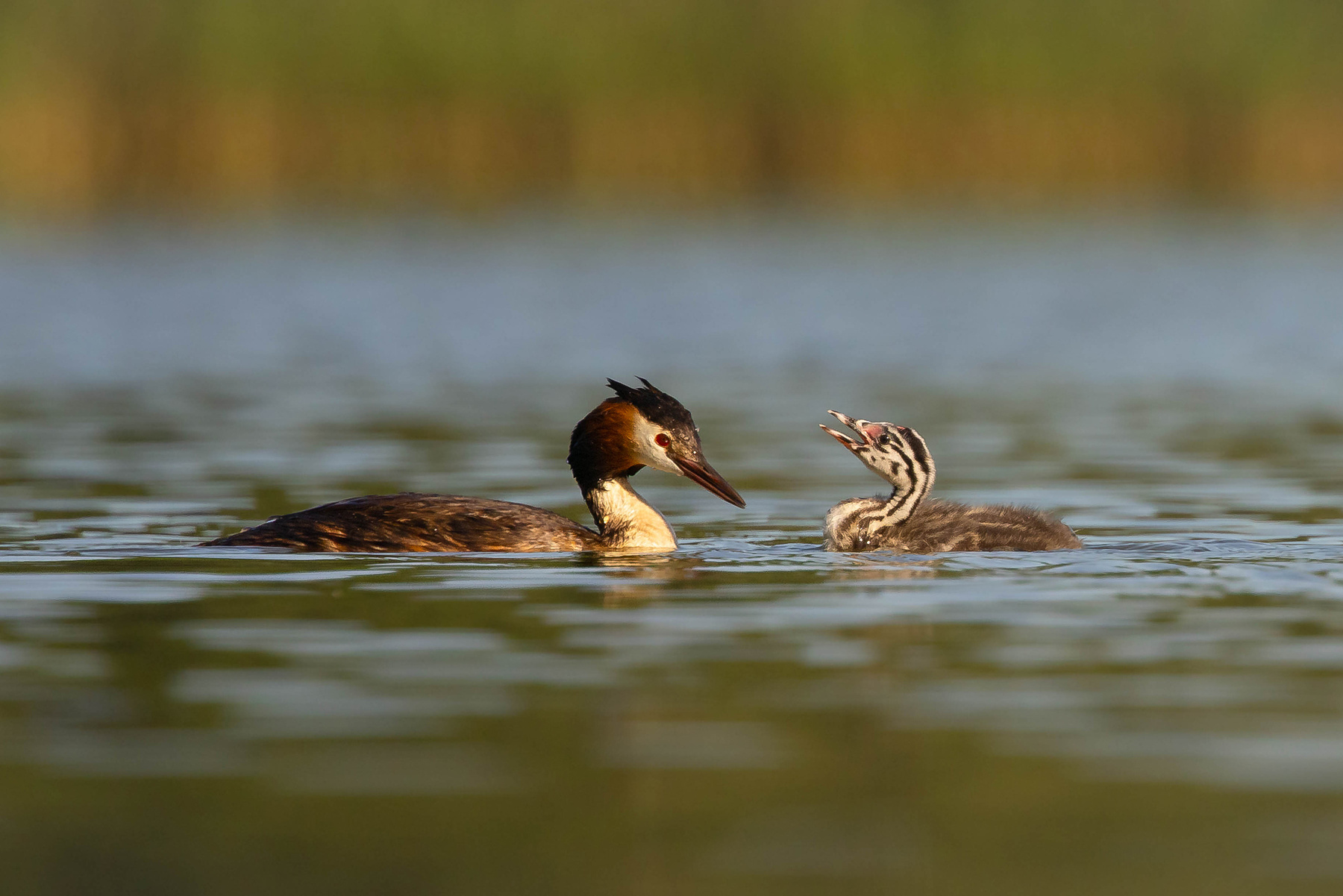 Great crested grebe 