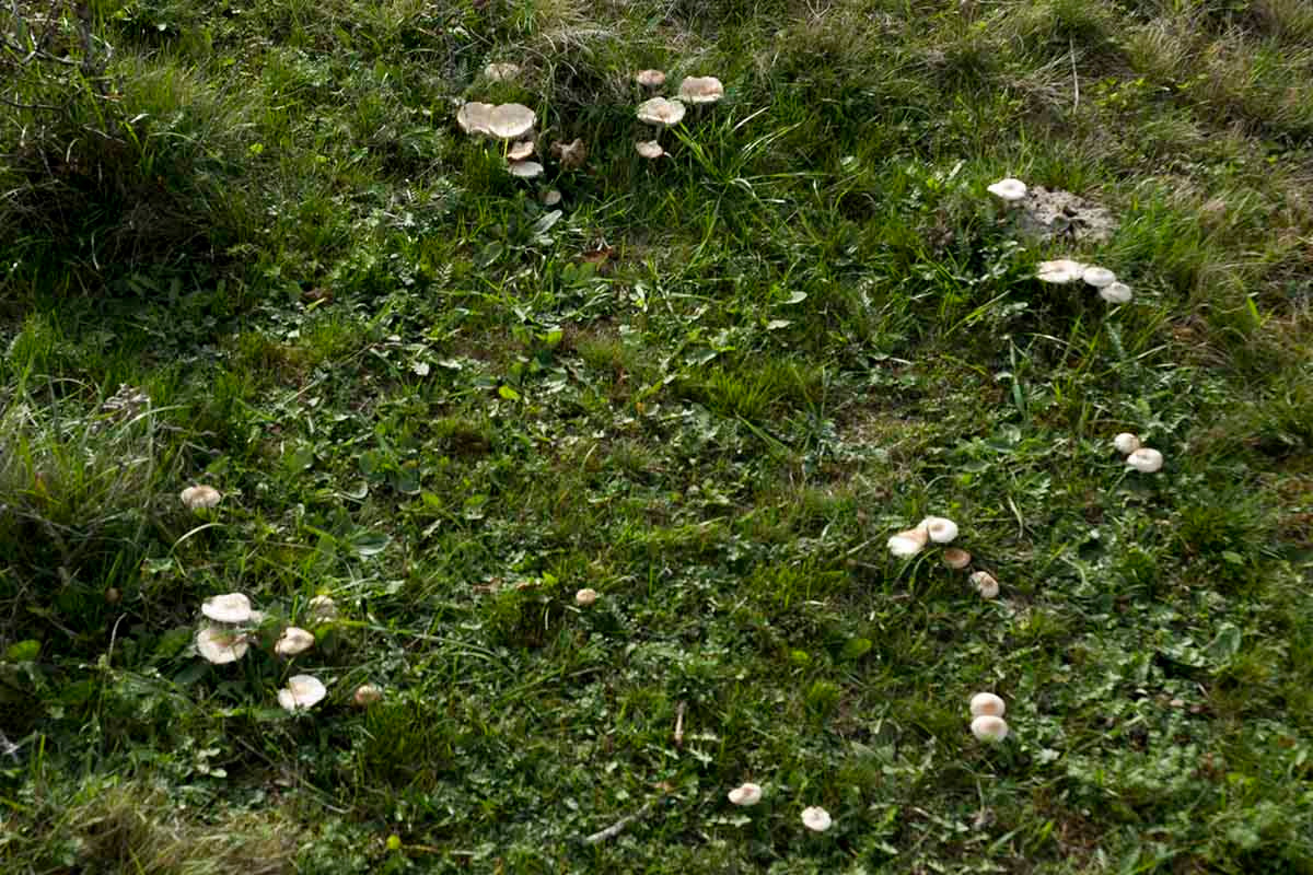 Ведьмины круги. природа круги грибы