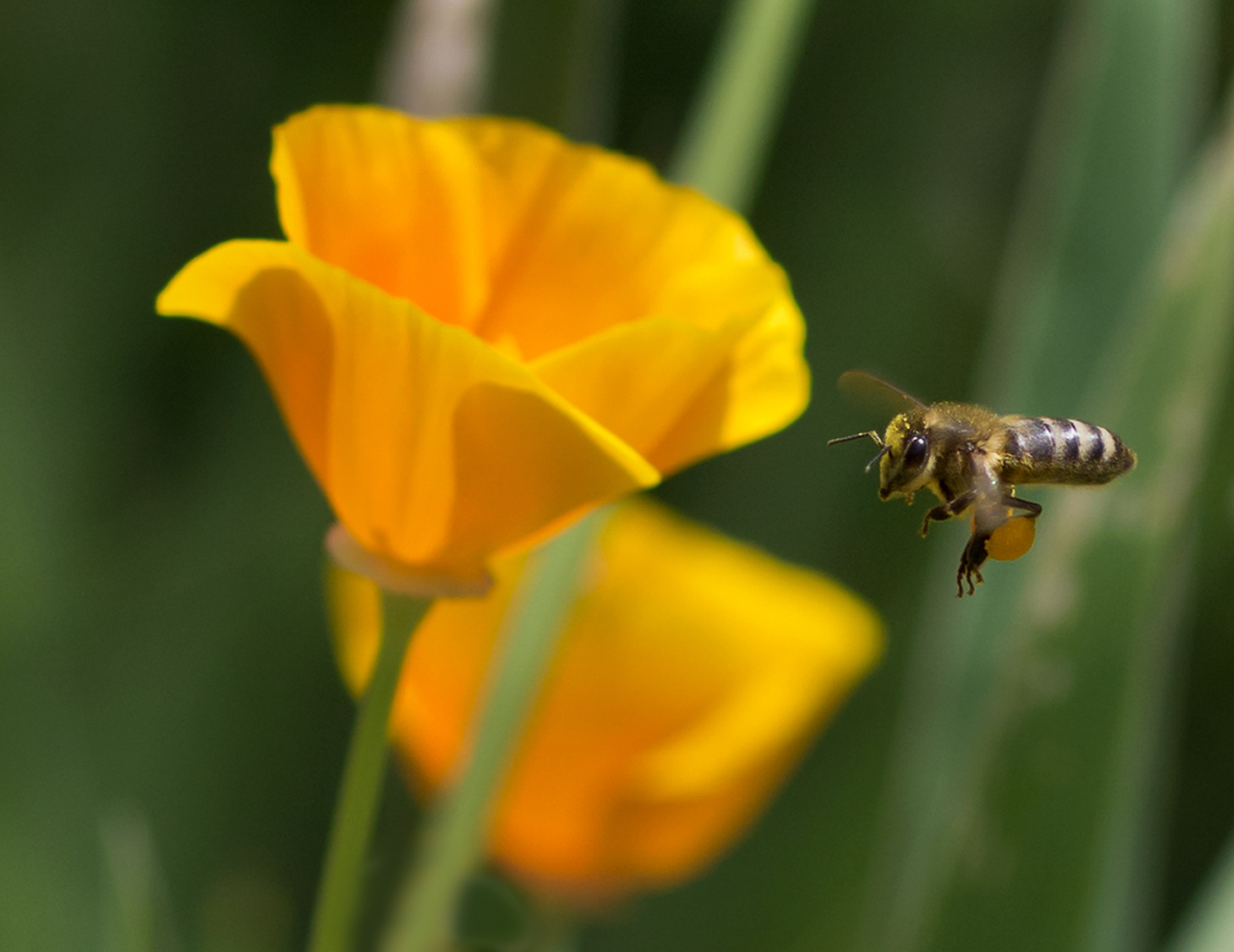 Полные баки сбор пыльцы макро насекомые природа пчела полет