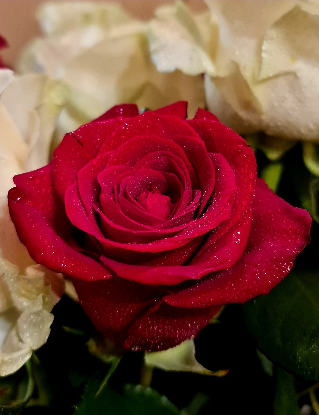 В окружении белых роза красная цветок