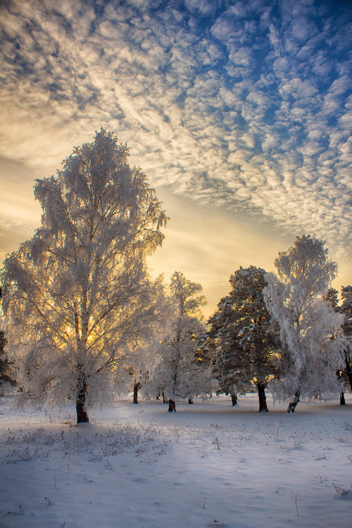 *** россия сибирь железногорск пейзаж зима снег