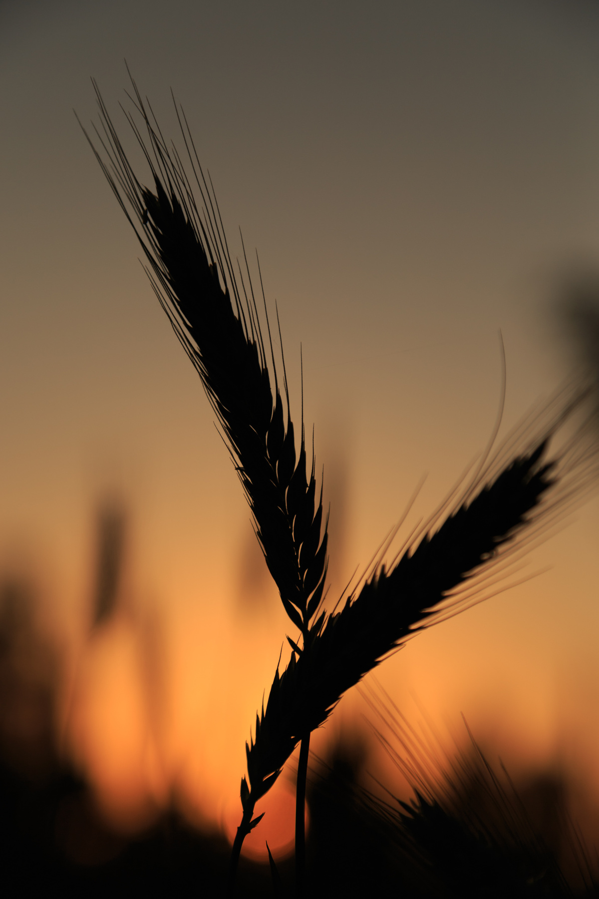 Колоски Колос поле закат восход рожь пшеница природа лето зерно