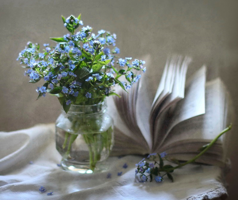 Forget-me-not ...... 
