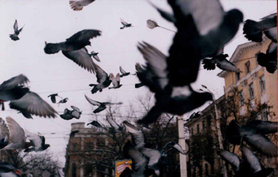 Воздух выдержит только тех, только тех, кто верит в себя... Голуби, лететь
