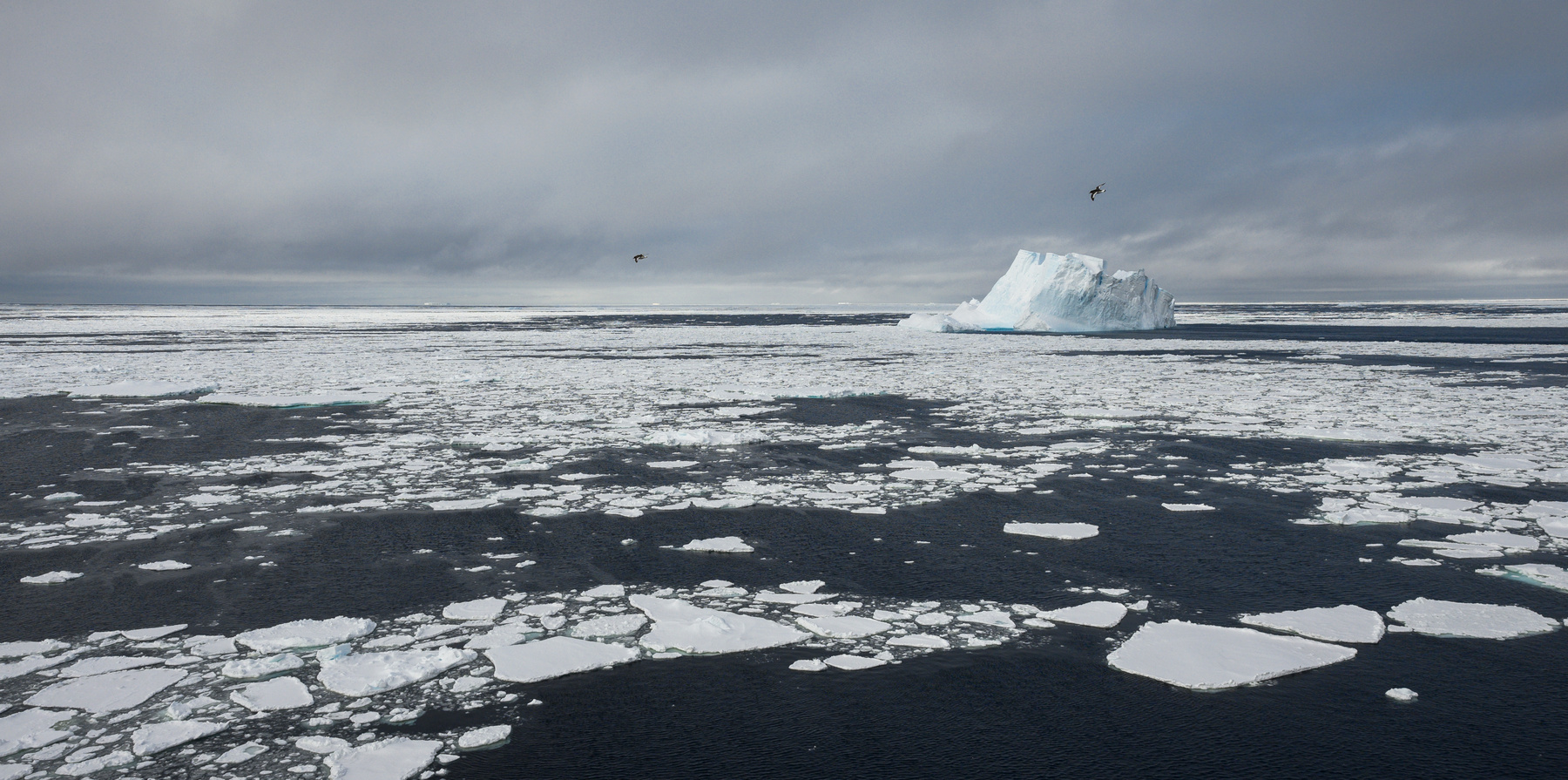 *** антарктика айсберг море льды чайки