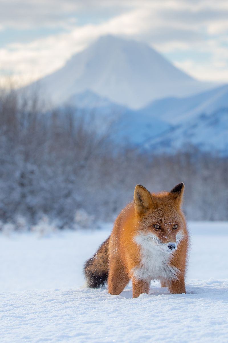 Вулкан и Лис камчатка лиса животные природа путешествие фототур зима