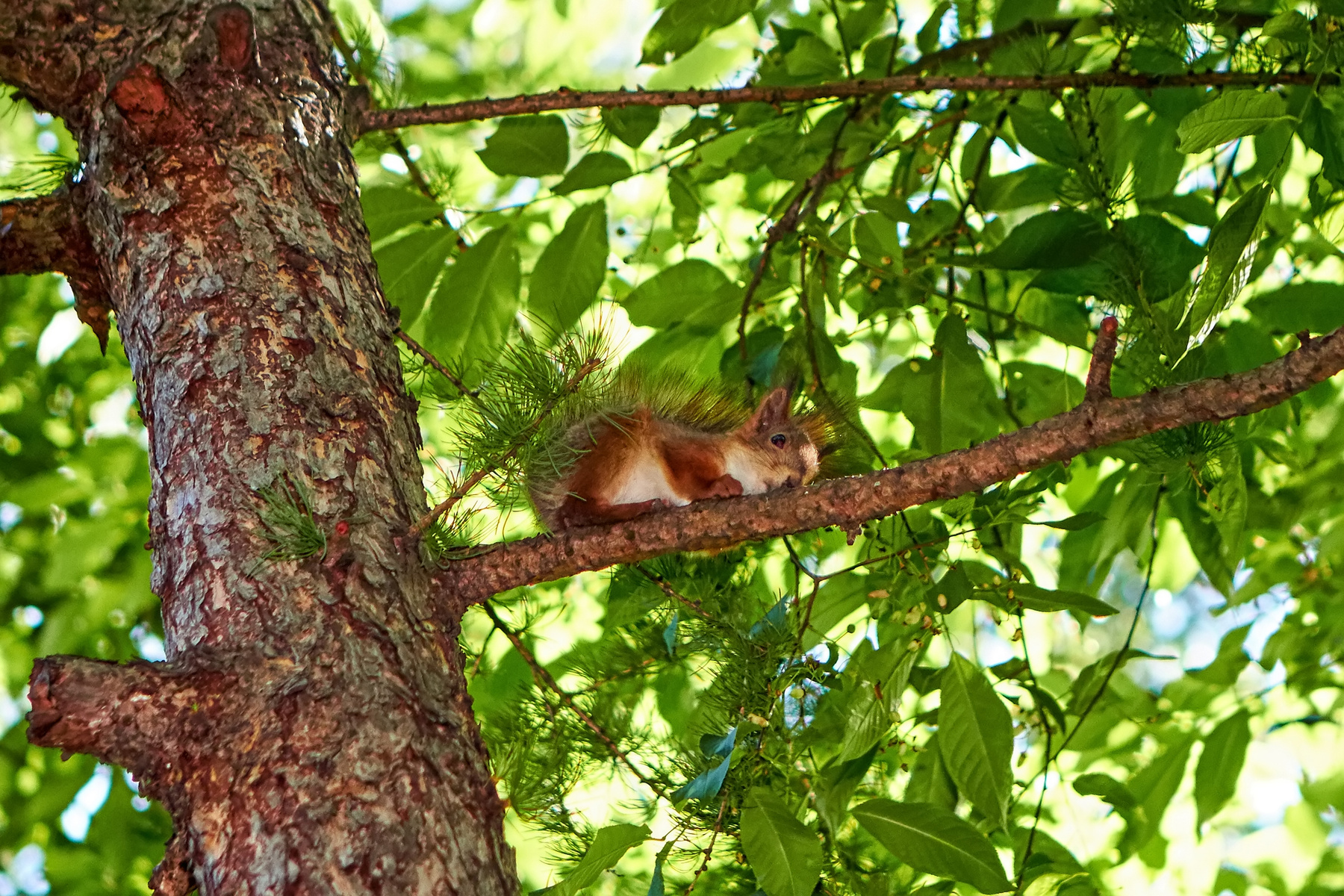 Squirrel / Белка Белка Парк Санкт-Петербург Squirrel Park Saint-Petersburg St Petersburg