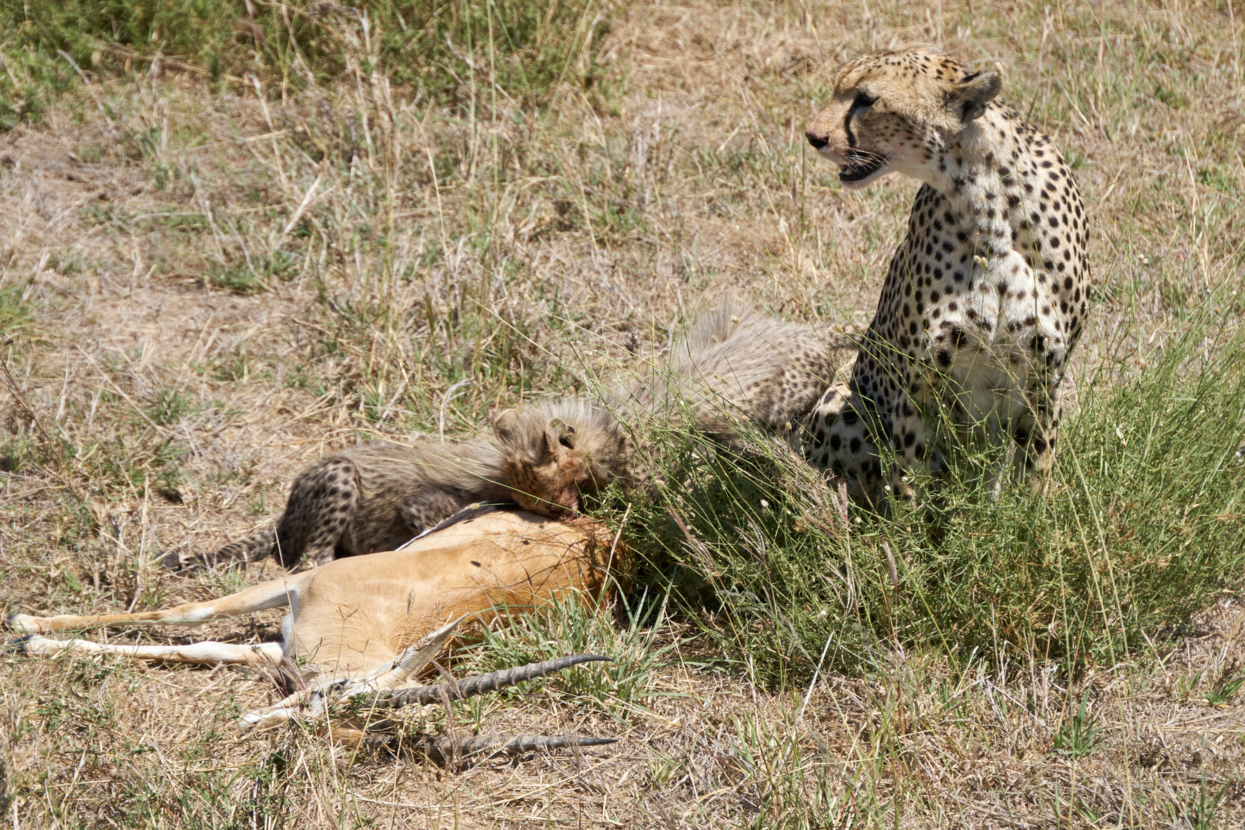 Гепард с детьми Танзания Серенгети гепард обед котята еда Африка