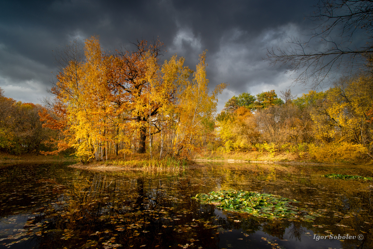 Осень в Сокольниках осень сокольники пейзаж москва озеро