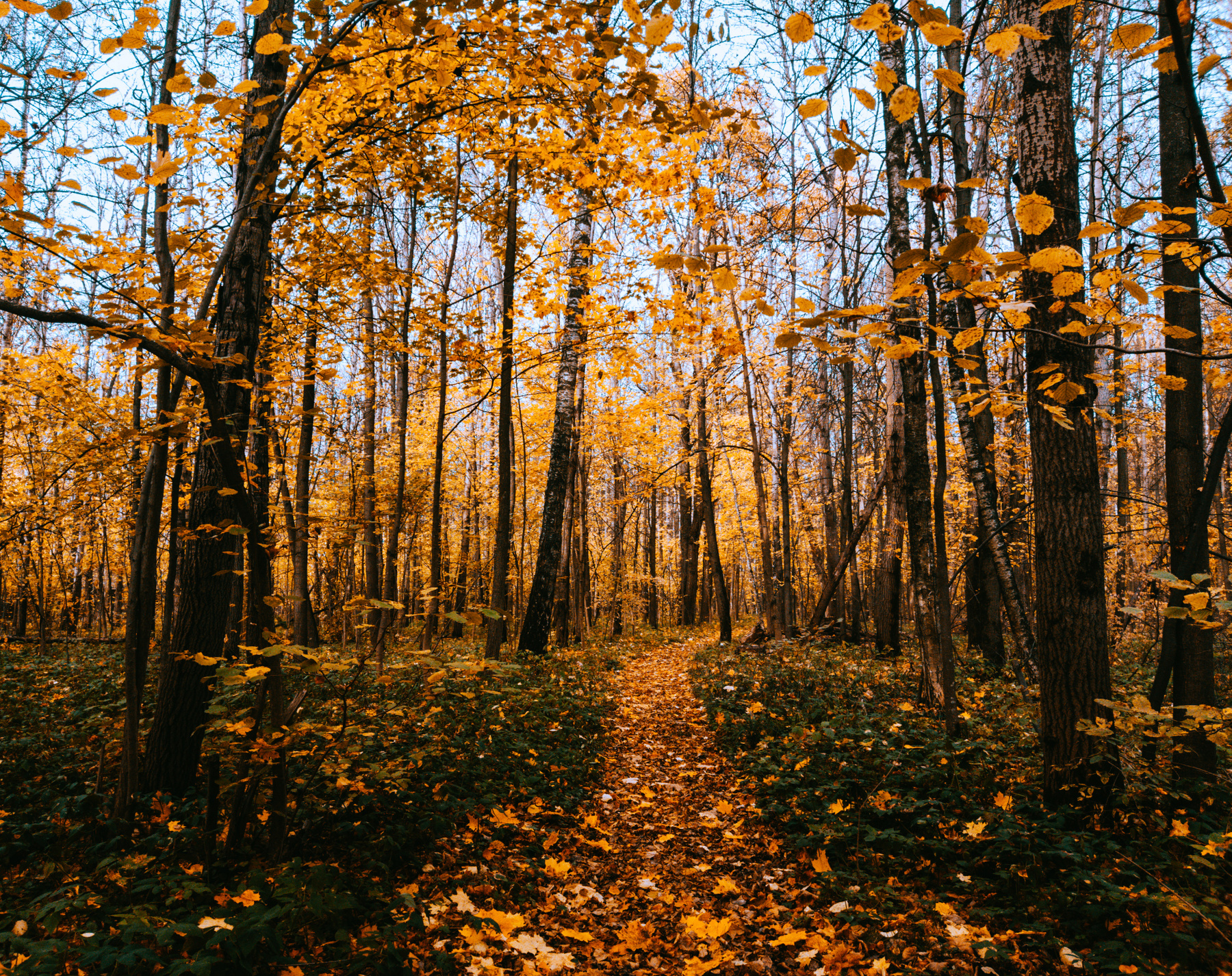 Осень осень лес природа листья